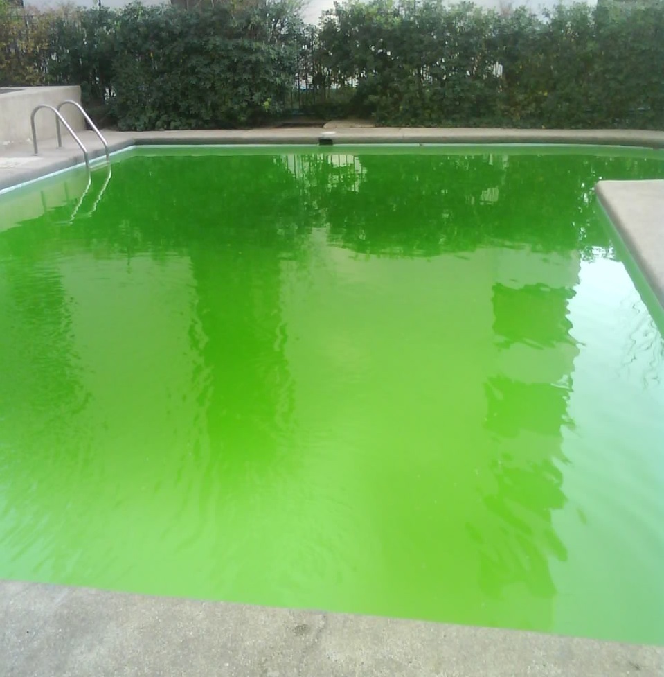 como atacar las algas de la piscina